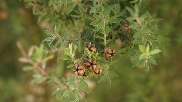 Der australische Teebaum